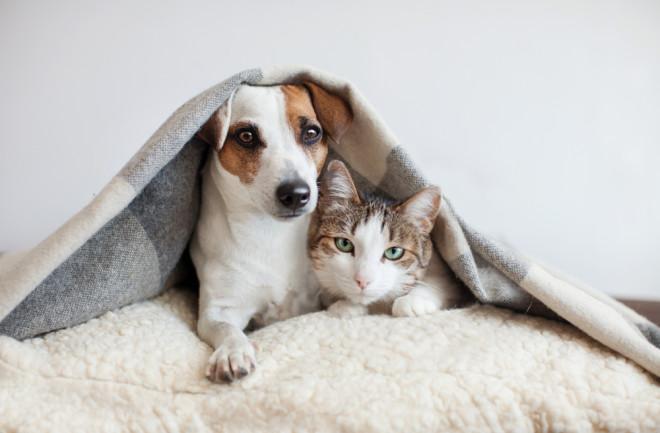 Are Wax Melts Safe For Dogs & Cats? | Nuscents